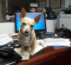 Ziggy provides guidance on proper desk organization. ziggy desk